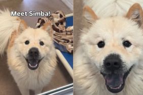 Shelter Dog Bearing ‘Uncanny Resemblance’ to Taylor Swift & Travis Kelce’s New Pup Awaits Adoption