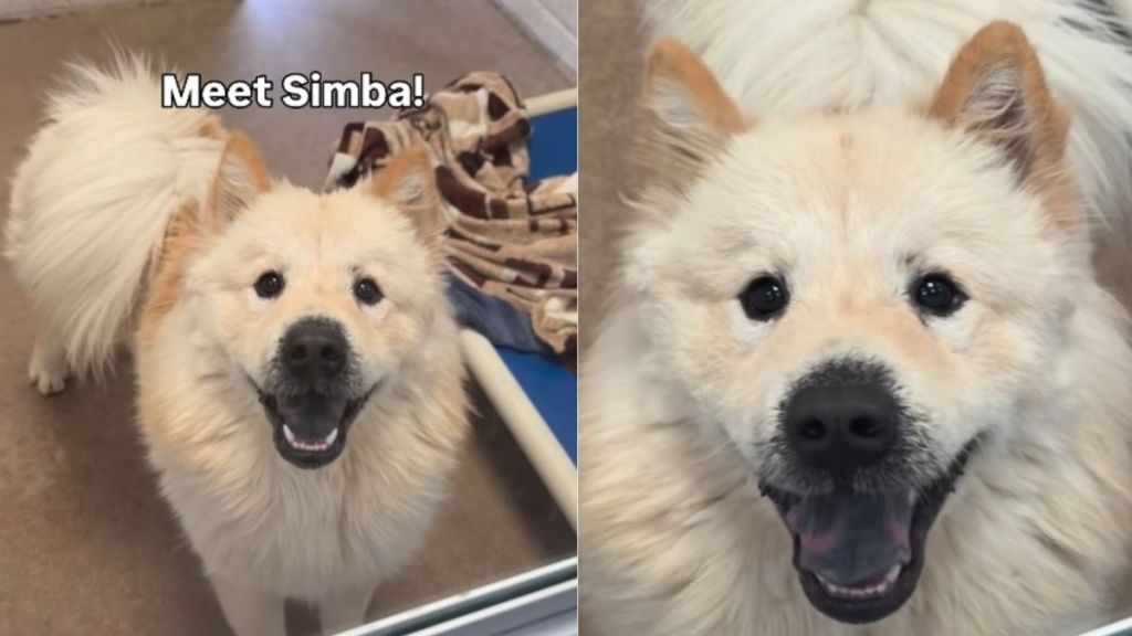 Shelter Dog Bearing ‘Uncanny Resemblance’ to Taylor Swift & Travis Kelce’s New Pup Awaits Adoption