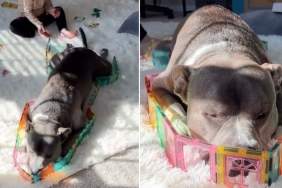 Dog & Toddler’s Playtime Takes a Curious Turn When Mom Checks In, Only To Find Them Like This