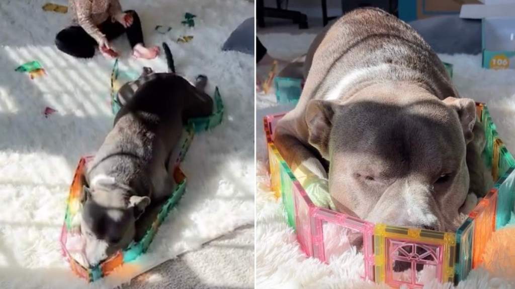 Dog & Toddler’s Playtime Takes a Curious Turn When Mom Checks In, Only To Find Them Like This