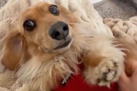 Dog Comes Racing Into the Room From Daycare To Spill the Tea About His Day