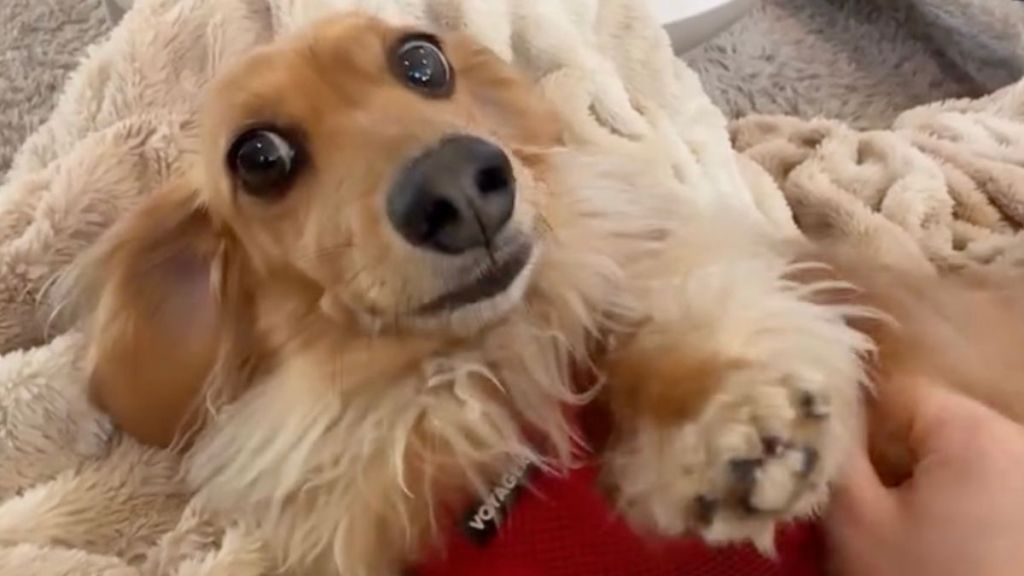 Dog Comes Racing Into the Room From Daycare To Spill the Tea About His Day
