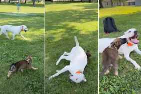 Pit Bull Accidentally Takes Out Malinois Puppy While Playing, Then They’re Besties Again