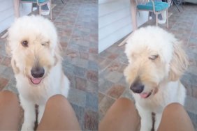 Dog Rushes Over To Give Dad the Softest Kiss on Command