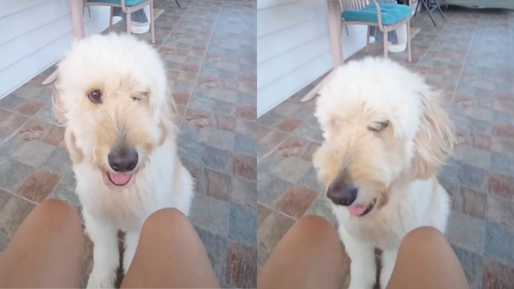 Dog Rushes Over To Give Dad the Softest Kiss on Command