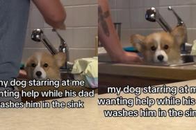 Dog Quietly Accepts His Sink Bath While Staring at Mom in Total Confusion