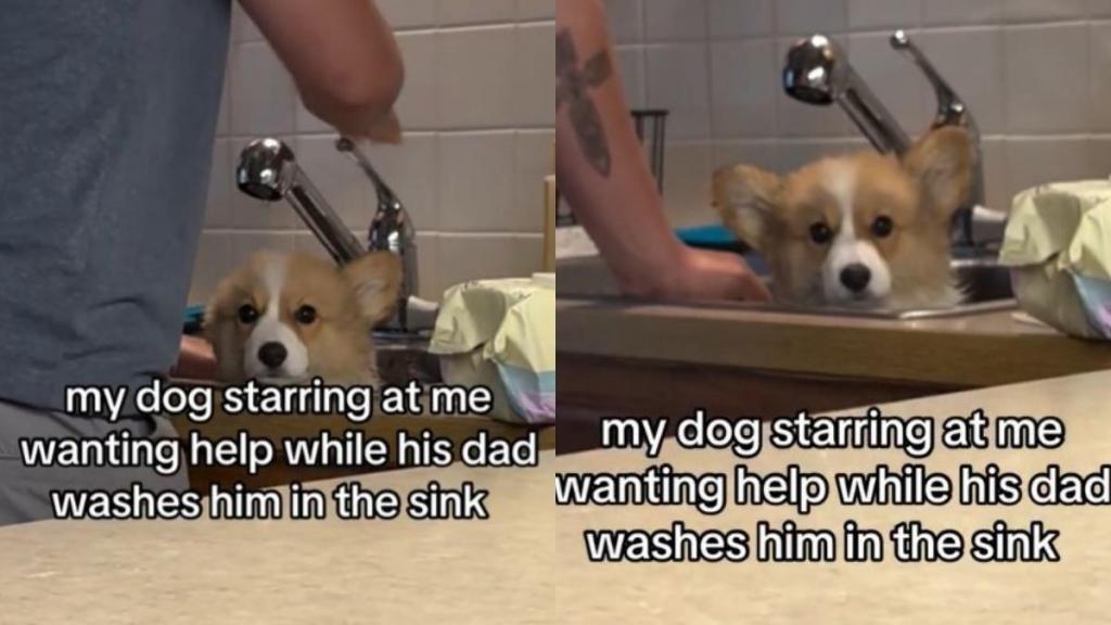 Dog Quietly Accepts His Sink Bath While Staring at Mom in Total Confusion