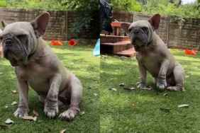Foster Dog in Pain Won’t Let Human Near, Until She Understands That They Just Want To Help