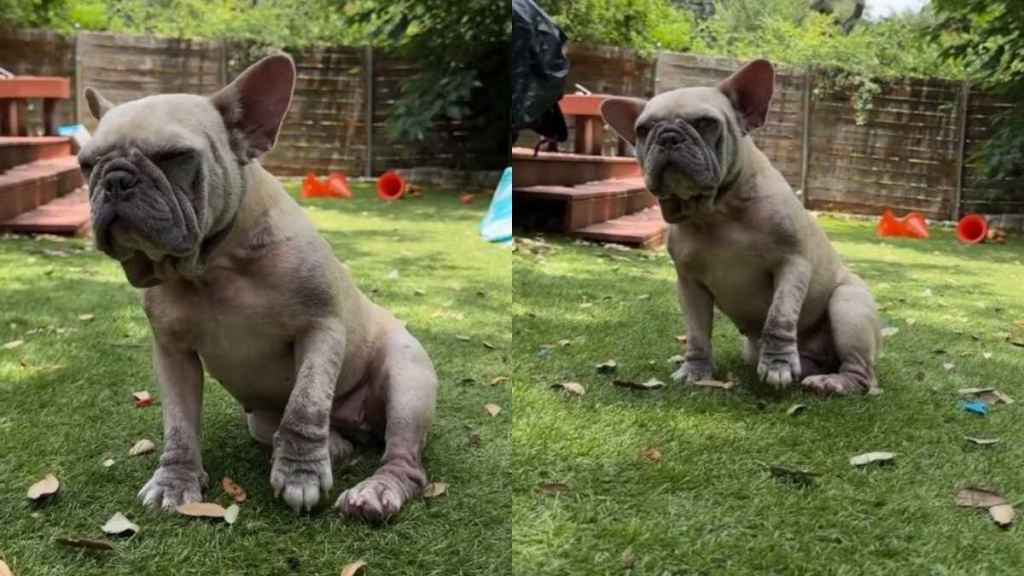 Foster Dog in Pain Won’t Let Human Near, Until She Understands That They Just Want To Help