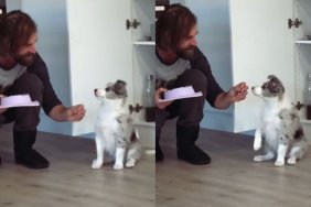 Puppy Almost Nails 'Lay Down' Command, but His Ears Clearly Need More Convincing