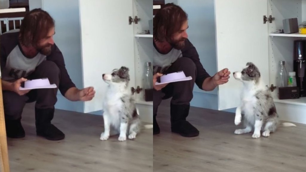 Puppy Almost Nails 'Lay Down' Command, but His Ears Clearly Need More Convincing