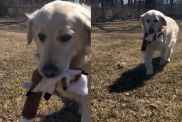 Rescue Golden Retriever Finally Gets to Run Free, but the Moment Means More Than Anyone Realized