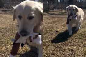 Rescue Golden Retriever Finally Gets to Run Free, but the Moment Means More Than Anyone Realized