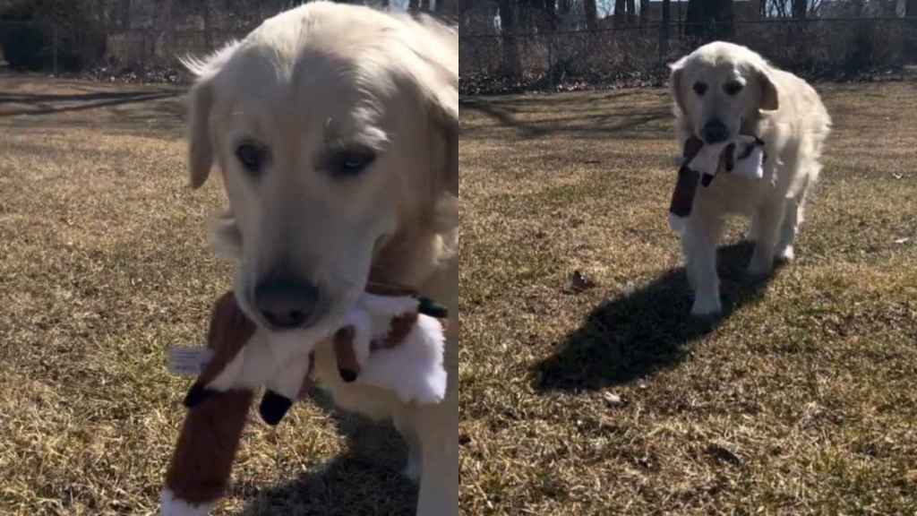 Rescue Golden Retriever Finally Gets to Run Free, but the Moment Means More Than Anyone Realized