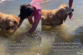Senior Golden Retriever Makes Precious Mistake While Searching for Underwater Stick