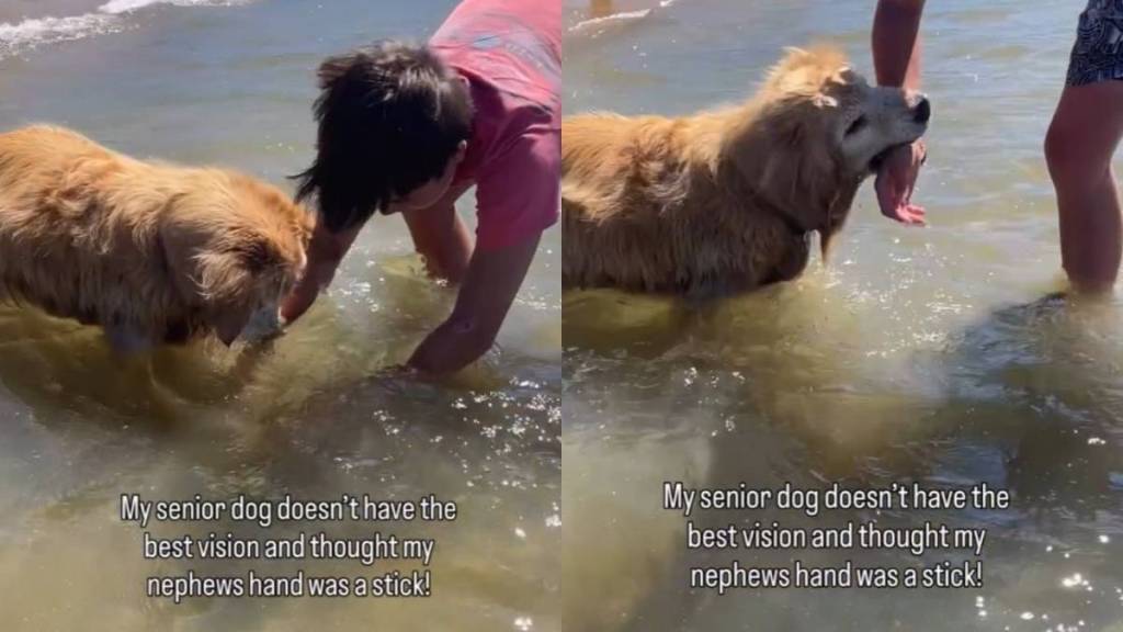 Senior Golden Retriever Makes Precious Mistake While Searching for Underwater Stick