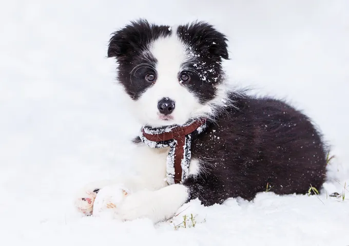Puppies in the snow!