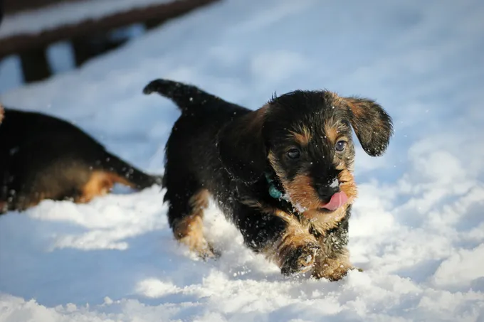 Puppies in the snow!