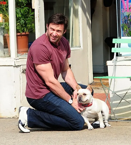 Hugh Jackman Pets His French Bulldog, Dali