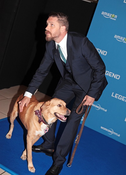 Tom Hardy Brings His Dog, Woody, To The Premier Of 'Legend'