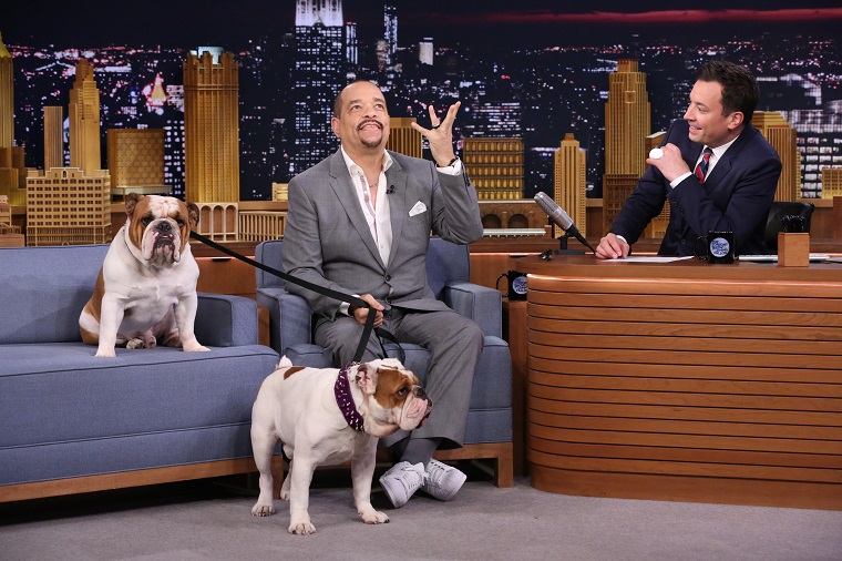 Ice-T Brings His Bulldogs To Visit Jimmy Fallon On 'The Tonight Show'