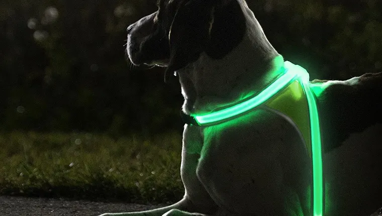 LED Light Up Dog Harness