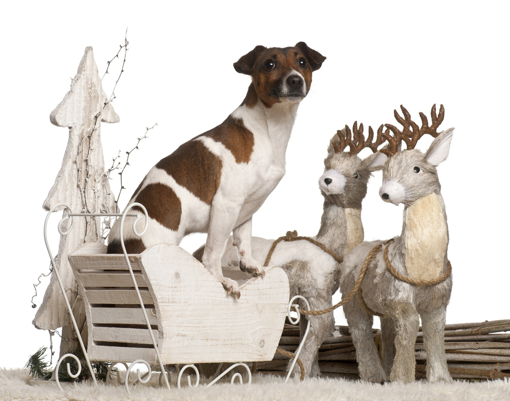Ready For A Sleigh Ride?