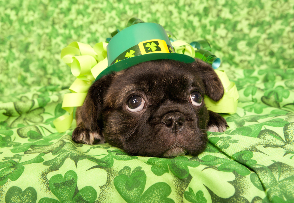 I Has A Hotdog - St Patrick's Day - Funny Dog Pictures, Dog Memes, Puppy  Pictures