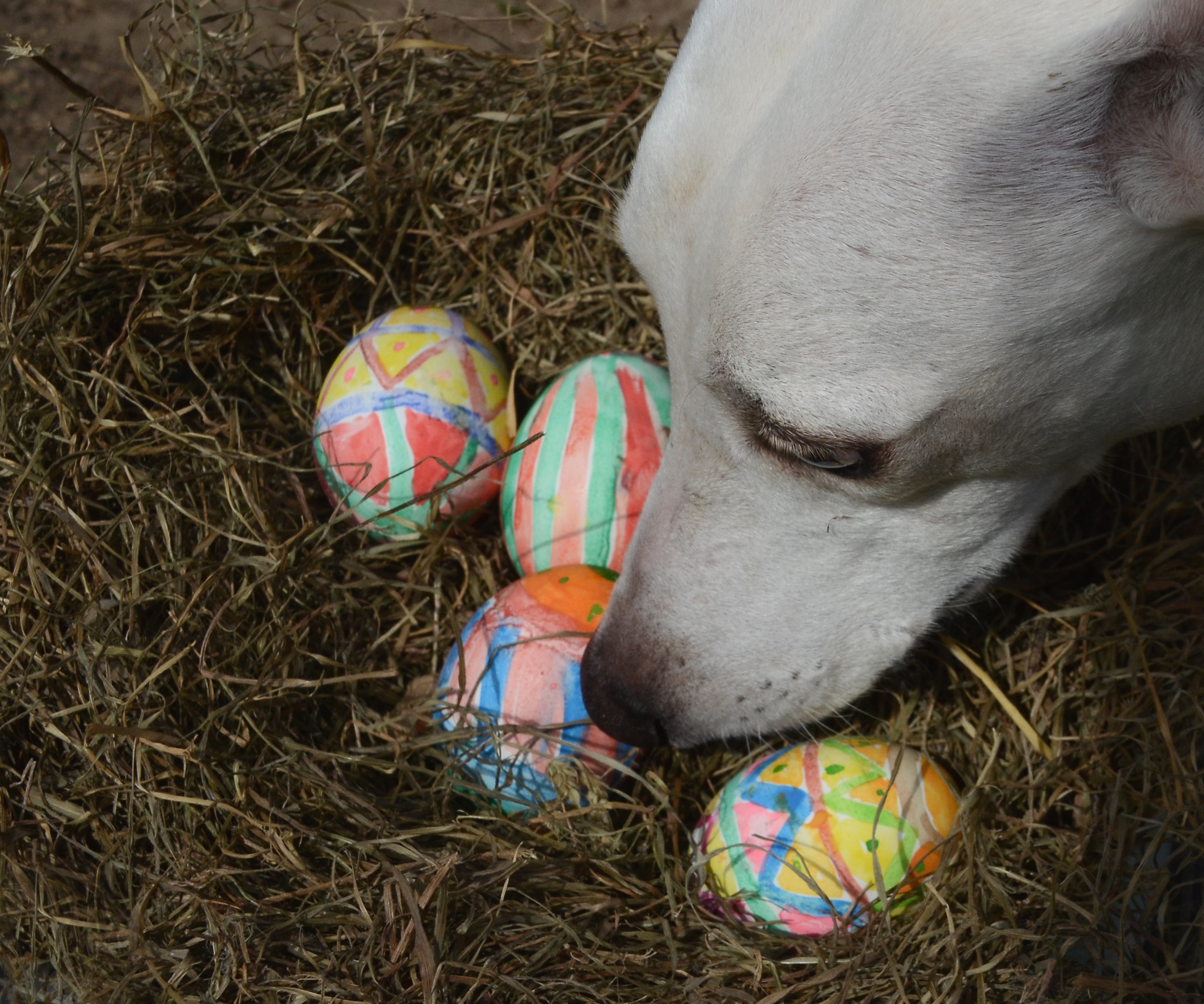 Easter Dog And Puppy Pictures