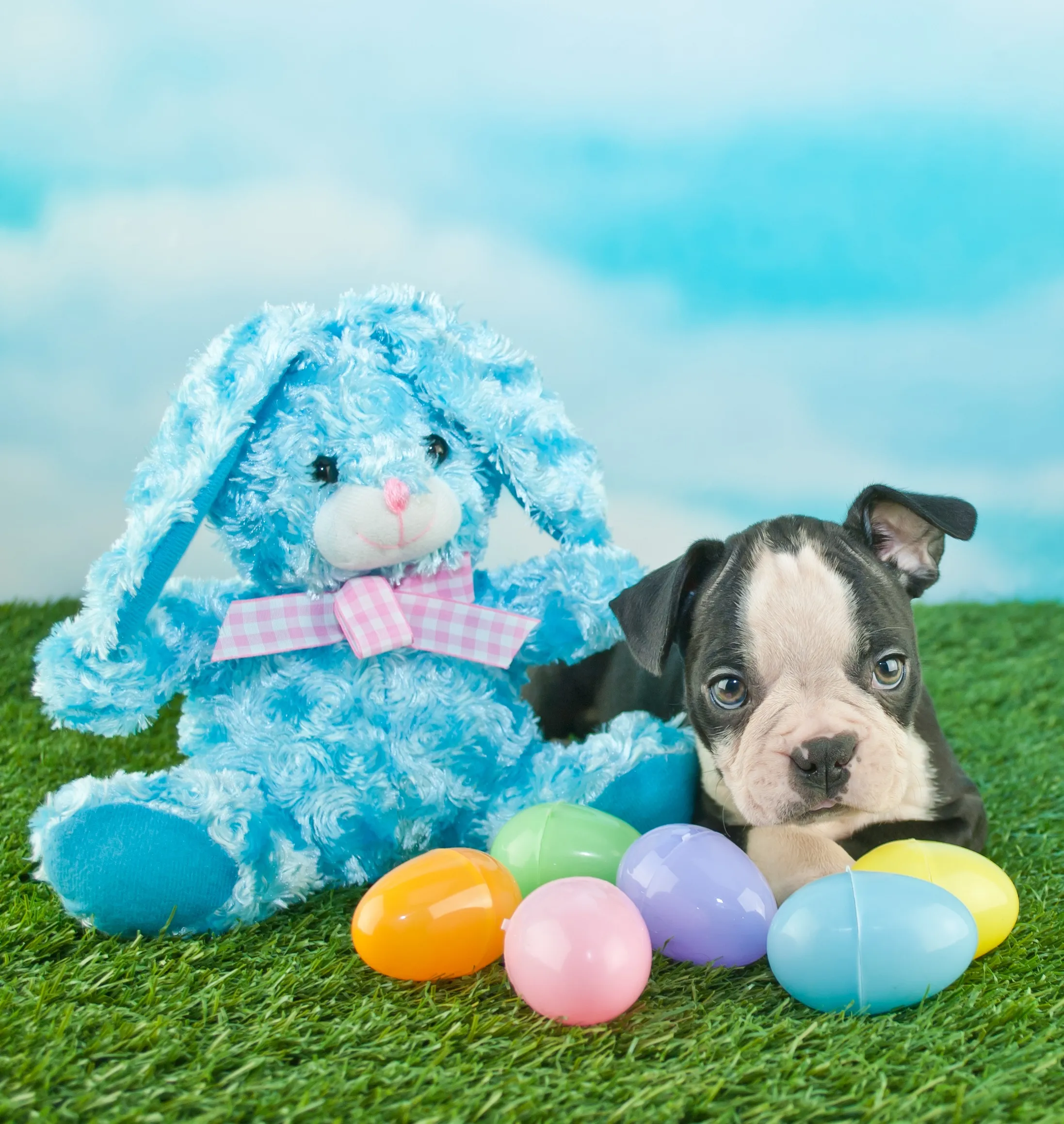 Easter Dog And Puppy Pictures