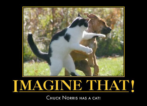 25 funny dog and cat demotivational signs - DogTime