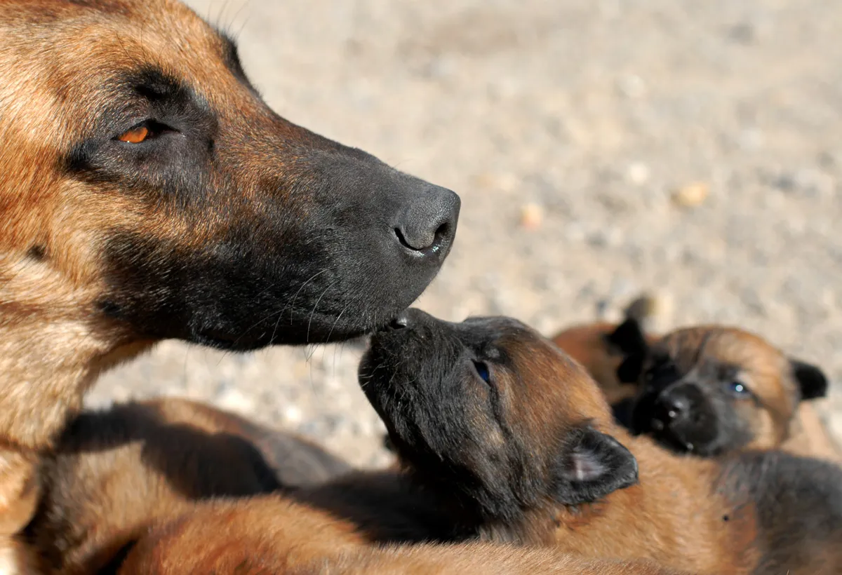 Happy Mother's Day: Mama Dogs And Their Puppies