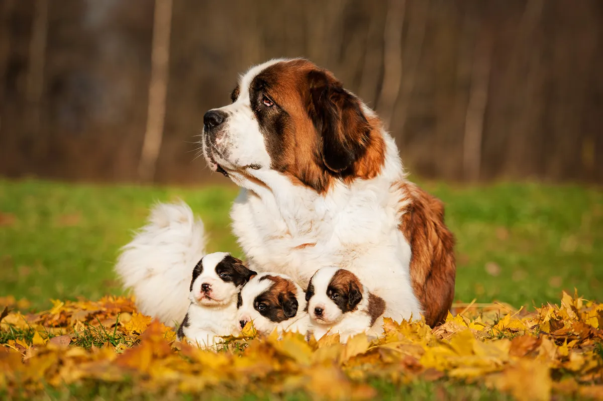 Happy Mother's Day: Mama Dogs And Their Puppies