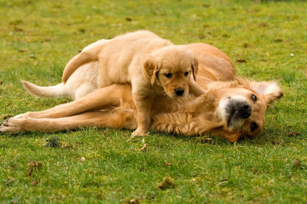 Mother's Day: Mama Dogs And Their Puppies