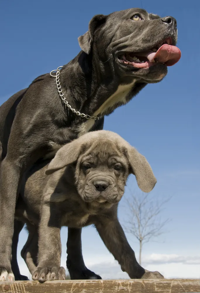 Mother's Day: Mama Dogs And Their Puppies