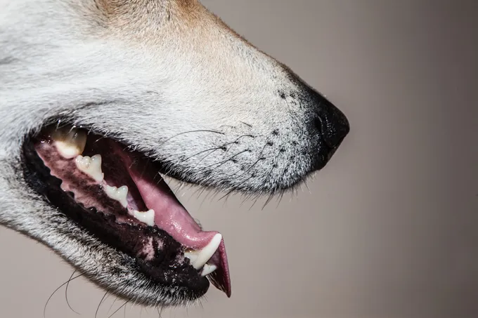 An adult dog has 42 teeth.