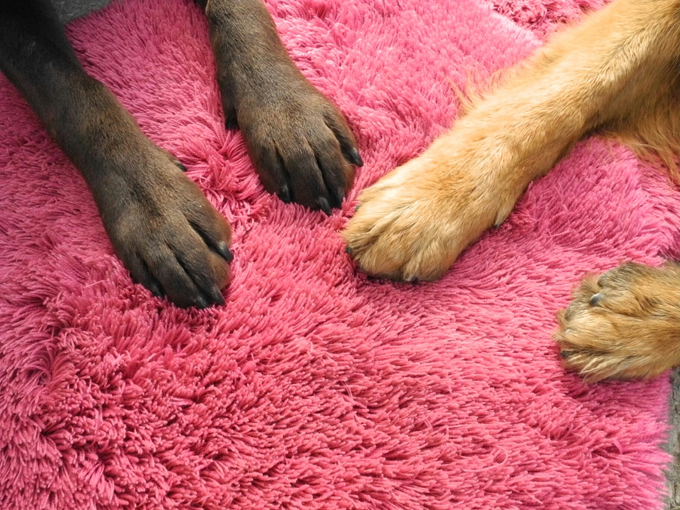 The only sweat glands a dog has are between their toes.