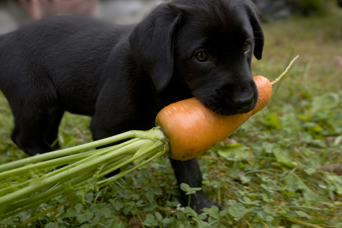 Dogs are omnivorous; they need to eat more than just meat.