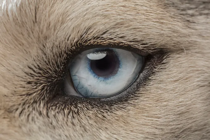 It is a myth dogs are colorblind; they actually see some colors, just not as many as humans.