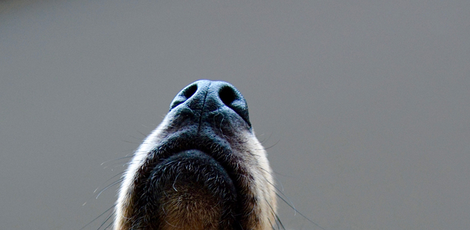 A dog’s sense of smell is more than 1 million times stronger than that of a person.