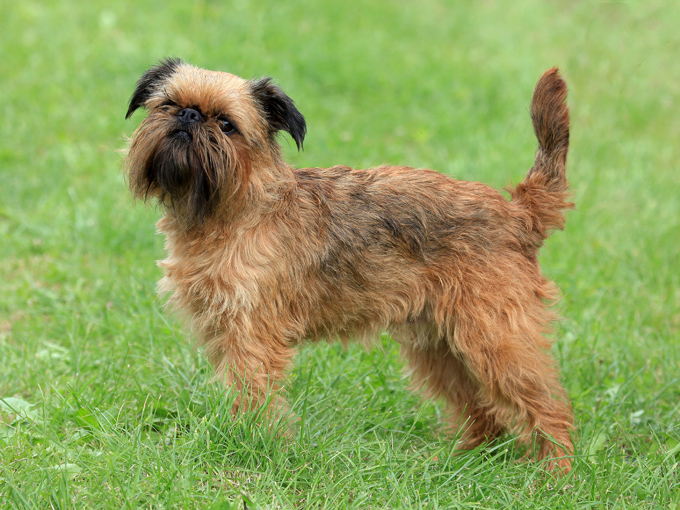 Shih Tzus were not the inspiration for Ewoks in 'Star Wars: Return of the Jedi', it was actually the Brussels Griffon.