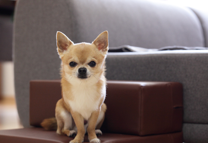 The Taco Bell Chihuahua was actually a rescue dog named Gidget.