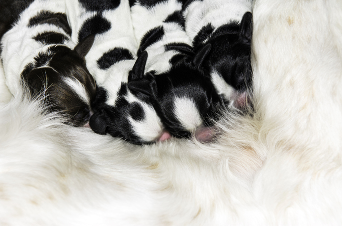 Puppies are born blind, deaf, and toothless.