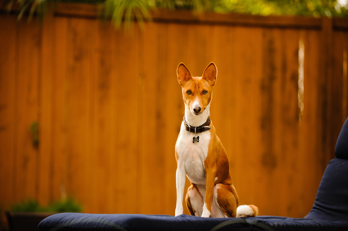 Basenjis are the only dogs who don’t bark. They do, however, make other vocal noises.