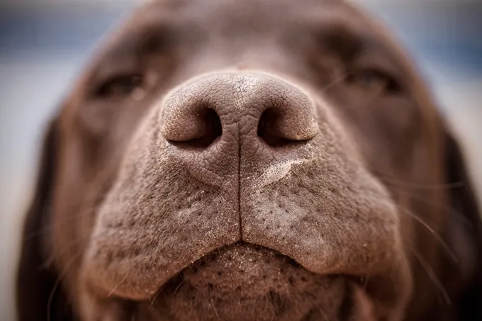 A dog’s nose print is one of a kind, very similar to a person’s fingerprint.