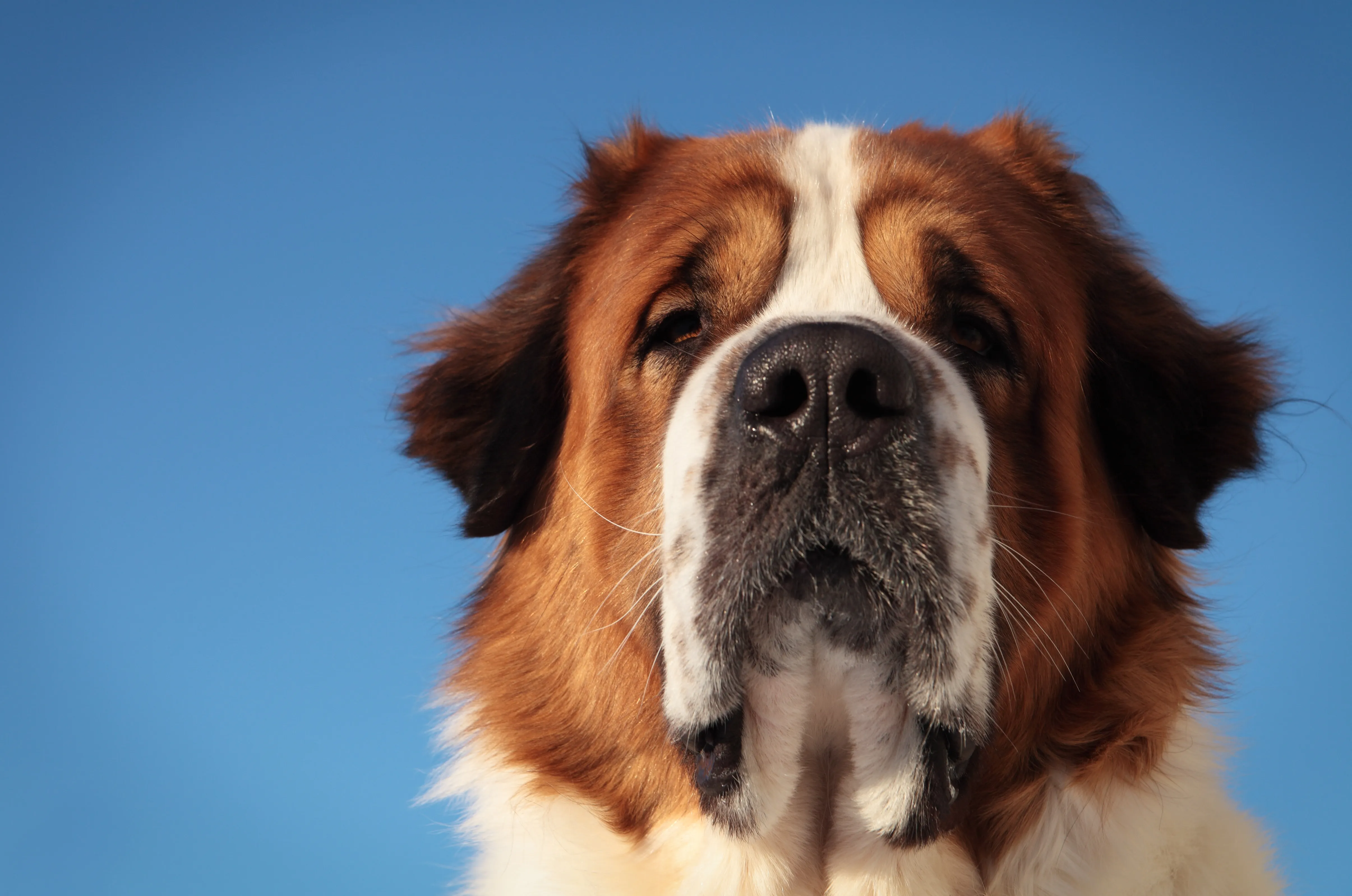 The world record for the heaviest dog belongs to a Saint Bernard named Benedictine. He weighed a whopping 357 pounds!