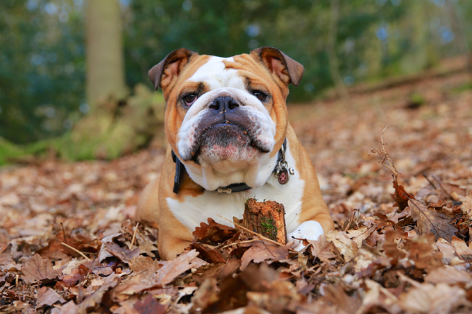 Dogs Loving Fall 