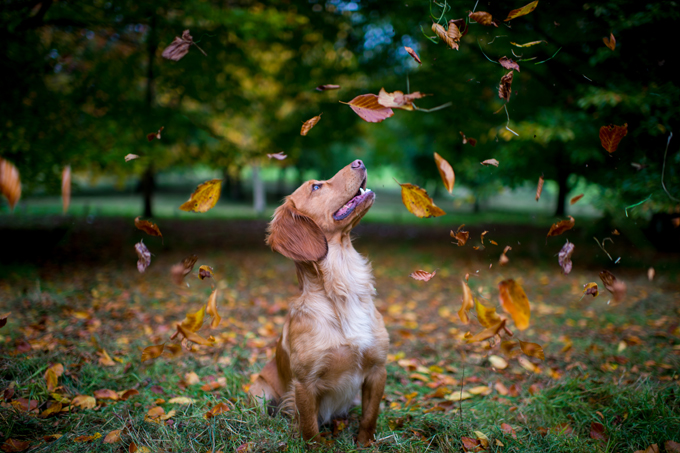 Dogs Loving Fall 
