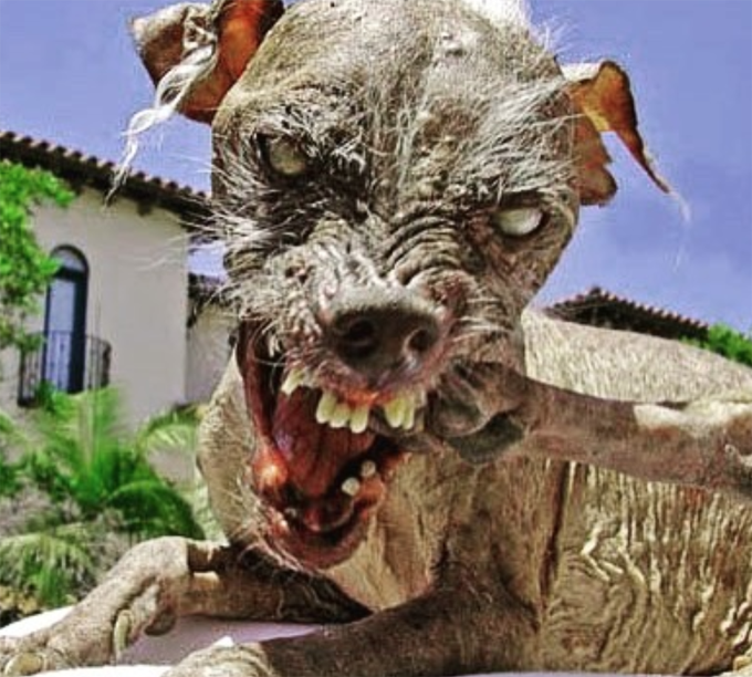 Winner of the ugliest dog contest! 