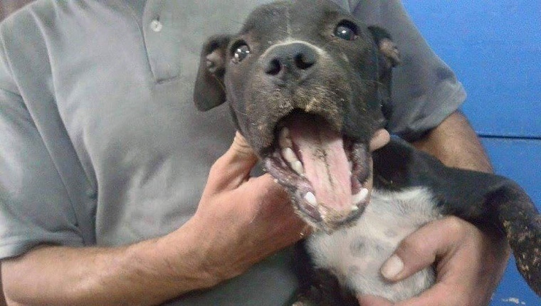 Shelter Fakes Pit Bull’s Death To Rescue Her From Abusive Owner